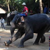 Thailand 2009 Chang Mai Elefant Camp 014.jpg